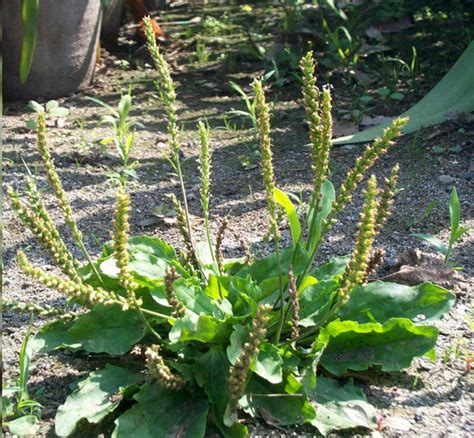 田灌草禁忌|誰犯田灌草禁忌會遭厄運？